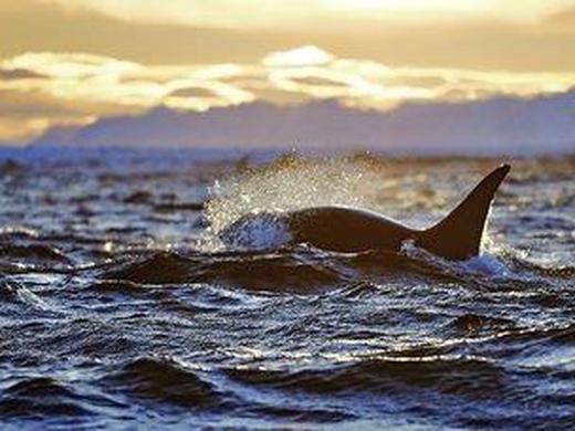 Winterabenteuer in der Arctic Panorama Lodge