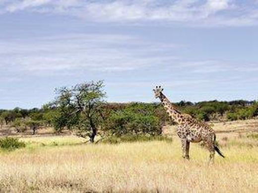 Masai Mara Fly-In Safari Premium ab/bis Mombasa