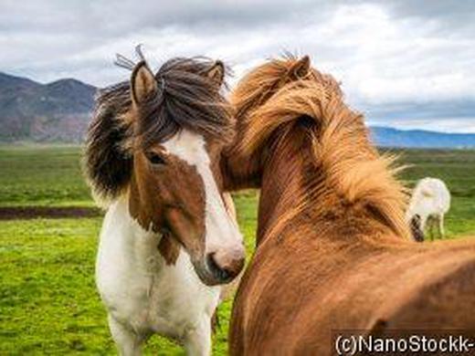 Island: Rundreise ab/an Keflavik