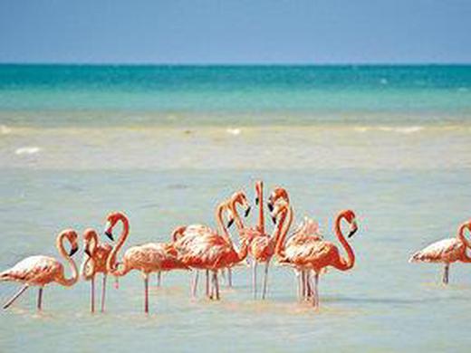 Cenoten, Meereswunder und Mayawelten