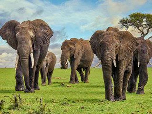 Rundreise Kenia - Masai Mara Fly-in 3 Nächte