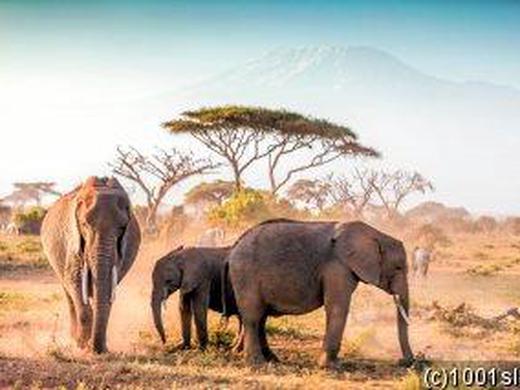 Tansania & Kenia: Elefanten, Savannen & weiße Strände