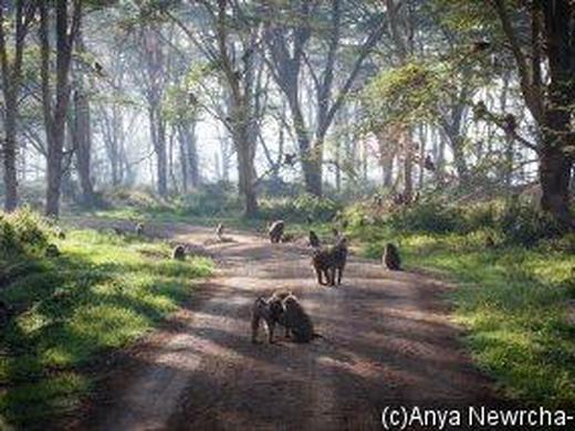 Kenia: Safari-Erlebnisse & Erholung unter Palmen