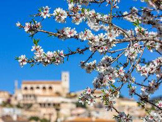 Die Mandelblüte auf Mallorca erleben, Hotel Alua Leo