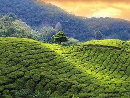 Sri Lanka Boutique - Inselzauber für Genießer und Familien